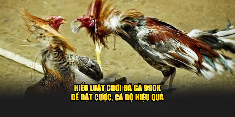 Hiểu luật chơi đá gà 99OK để đặt cược, cá độ hiệu quả