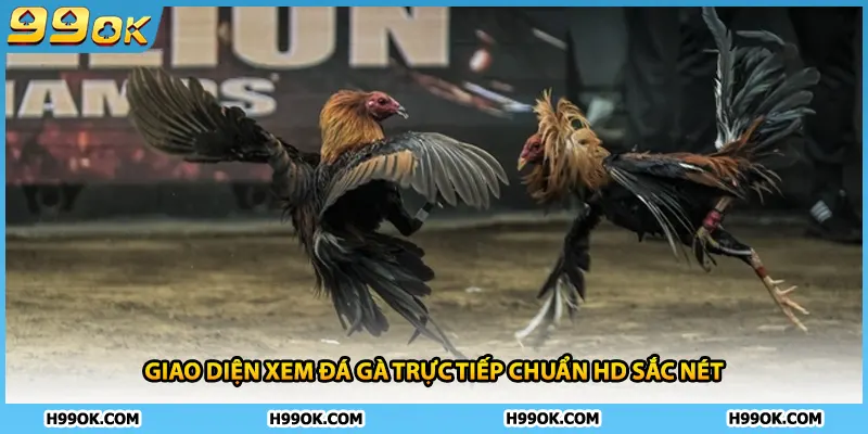 Giao diện xem đá gà trực tiếp chuẩn HD sắc nét