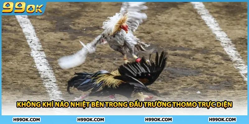 Đá Gà Thomo – Đấu Trường Đỉnh Cao Của Những Thần Kê Xuất Sắc 1 Không khí náo nhiệt bên trong đấu trường Thomo trực diện