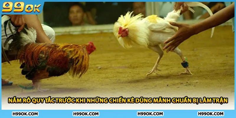 Đá Gà Thomo – Đấu Trường Đỉnh Cao Của Những Thần Kê Xuất Sắc 2 Nắm rõ quy tắc trước khi những chiến kê dũng mãnh chuẩn bị lâm trận